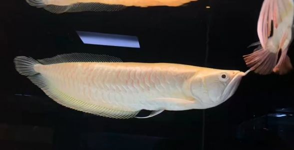 白子銀龍魚(yú)：珍稀的白色銀龍，水族箱中的明珠