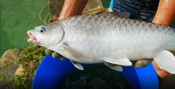 馬來西亞忘不了魚：珍稀美味，水族中的奢侈品