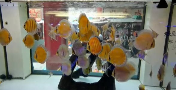 野彩魚(yú)：探尋自然之美，水族箱中的炫彩明星