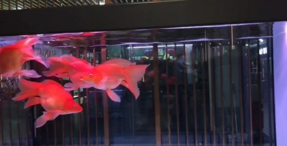 紅蝴蝶鯉魚：水族箱中的紅色精靈，優(yōu)雅與活力的完美結(jié)合