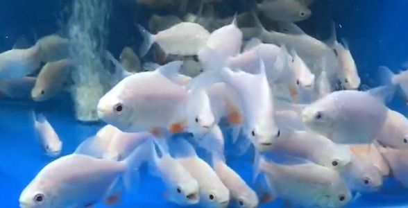 白子銀版魚：珍稀的觀賞魚之星，水族箱中的優(yōu)雅精靈