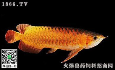 金龍魚背景用什么顏色 龍魚百科 第2張