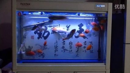 60cm魚缸能養(yǎng)龍魚嗎 龍魚百科 第2張