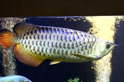 16公分金龍魚(yú)可以分辨高背過(guò)背 龍魚(yú)百科 第2張