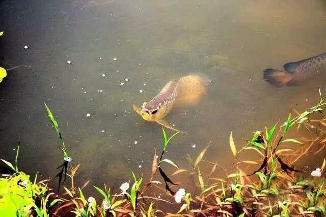 野生龍魚生活環(huán)境