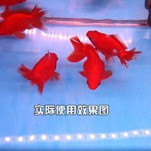 龍魚(yú)魚(yú)缸的燈晚上需要關(guān)嗎