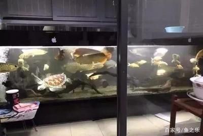 龍魚和七彩混養(yǎng)怎么樣 龍魚百科 第1張