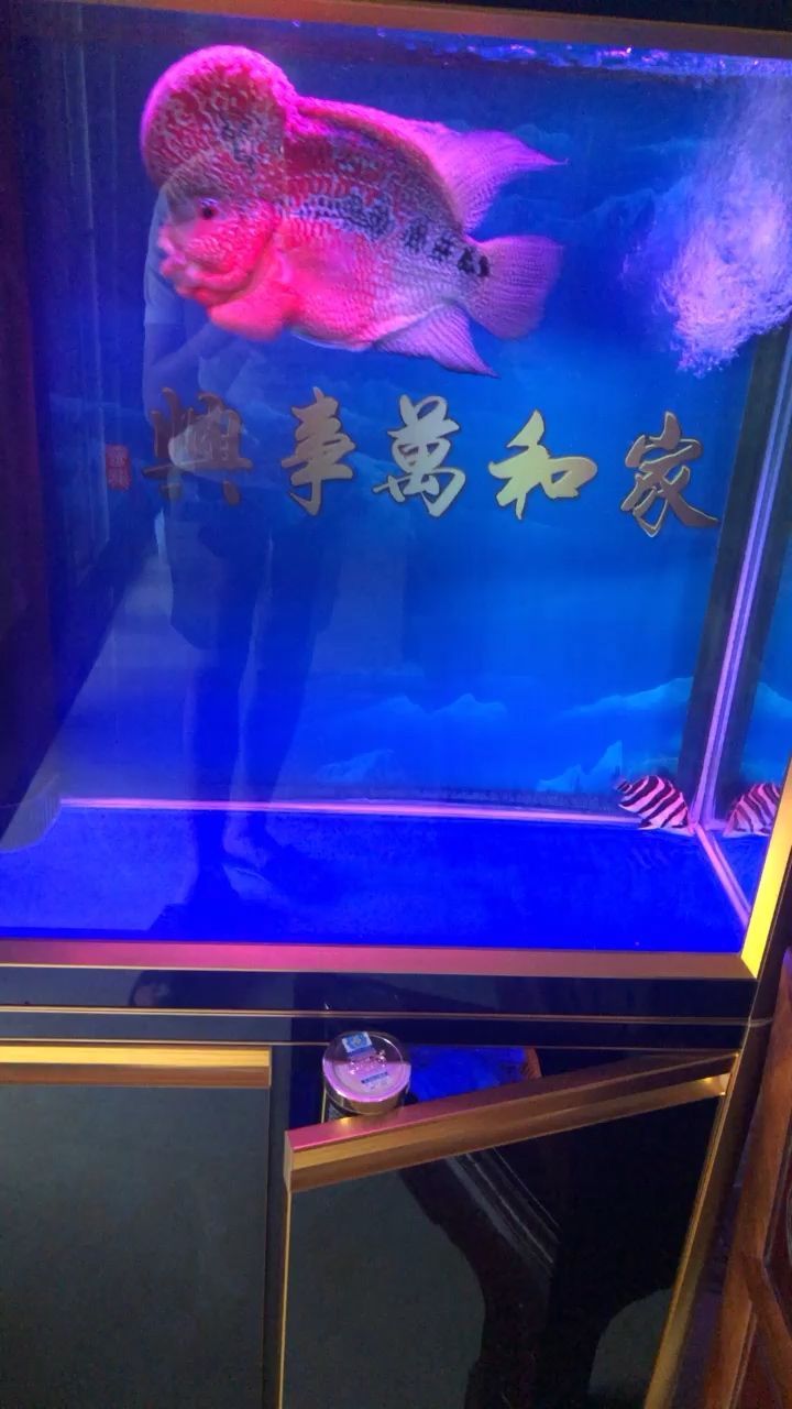 羅漢混養(yǎng)小虎 觀賞魚論壇