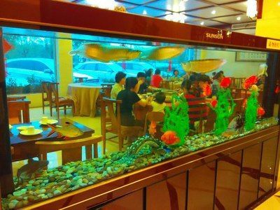 龍魚之家店員工 龍魚百科 第2張