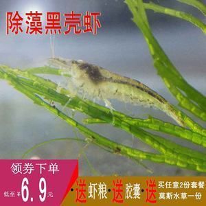 龍魚水面吸水吐泡沫怎么辦