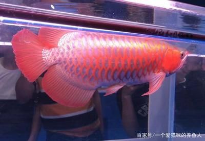 養(yǎng)龍魚有什么好處嗎為什么要養(yǎng)龍魚呢 龍魚百科 第1張