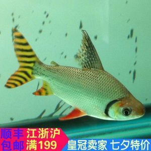 45公分紅龍魚配最小多大尺寸的虎魚 龍魚百科