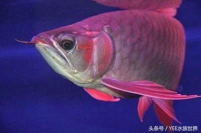 龍魚掉眼會死嗎為什么不能養(yǎng) 龍魚百科 第1張