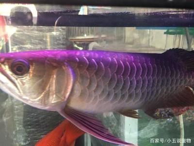 金龍魚高背和過背是什么意思區(qū)別 龍魚百科 第3張