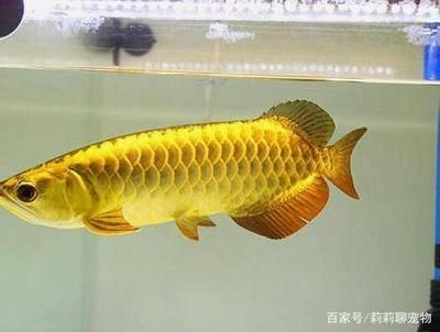 金龍魚高背和過背是什么意思區(qū)別 龍魚百科 第2張