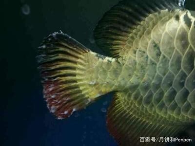 龍魚水霉病治療多久能好 龍魚百科