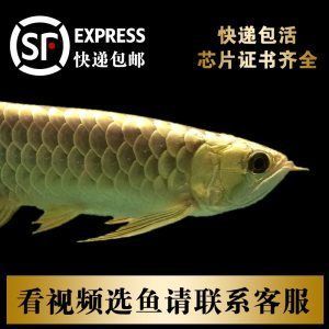 金龍魚芯片證書齊全什么意思