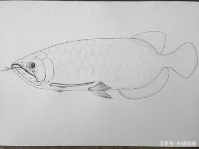 龍魚素描