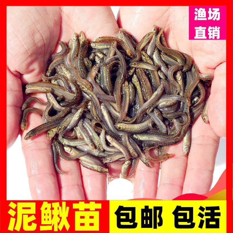 龍魚吃什么餌料最好