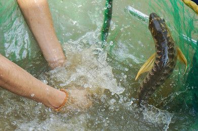 廣東金龍魚養(yǎng)殖場在哪里