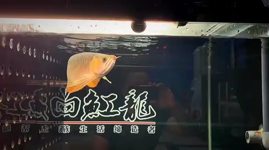 水泊紅魔--(芯片尾號4756） 觀賞魚論壇