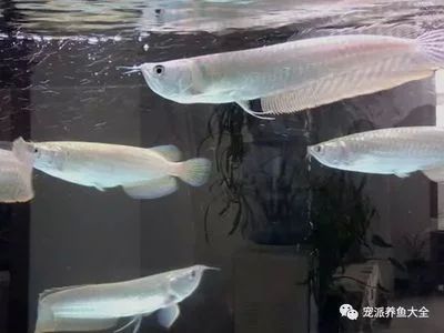 龍魚(yú)燈光太強(qiáng)會(huì)怎么樣