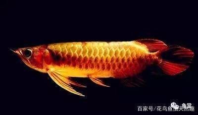 金龍魚值不值錢的原因