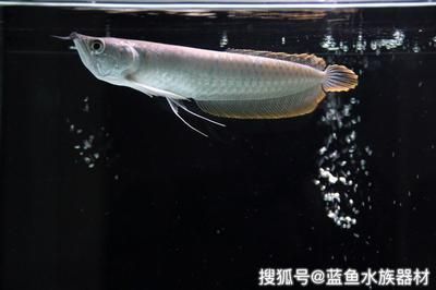 純金金龍魚多少錢 龍魚百科 第1張