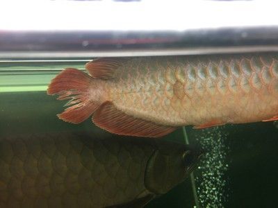 龍魚(yú)尾巴有紅血絲怎么回事兒 龍魚(yú)百科