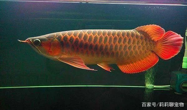 龍魚多大養(yǎng)最好看 龍魚百科 第2張