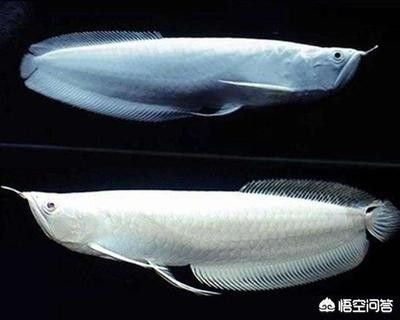 龍魚能吃什么 龍魚百科