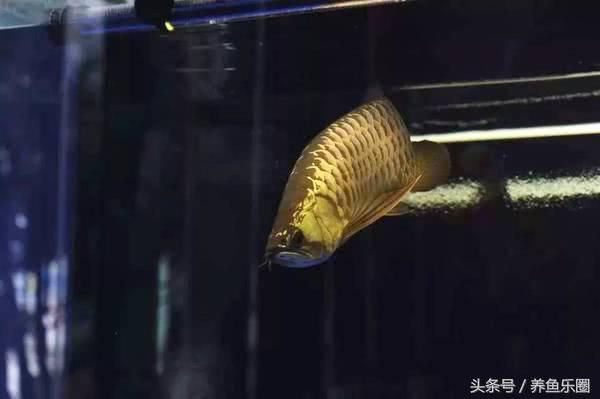 龍魚(yú)可以在魚(yú)缸繁殖么嗎