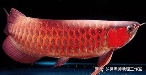 龍魚(yú)幾年能長(zhǎng)到50厘米嗎