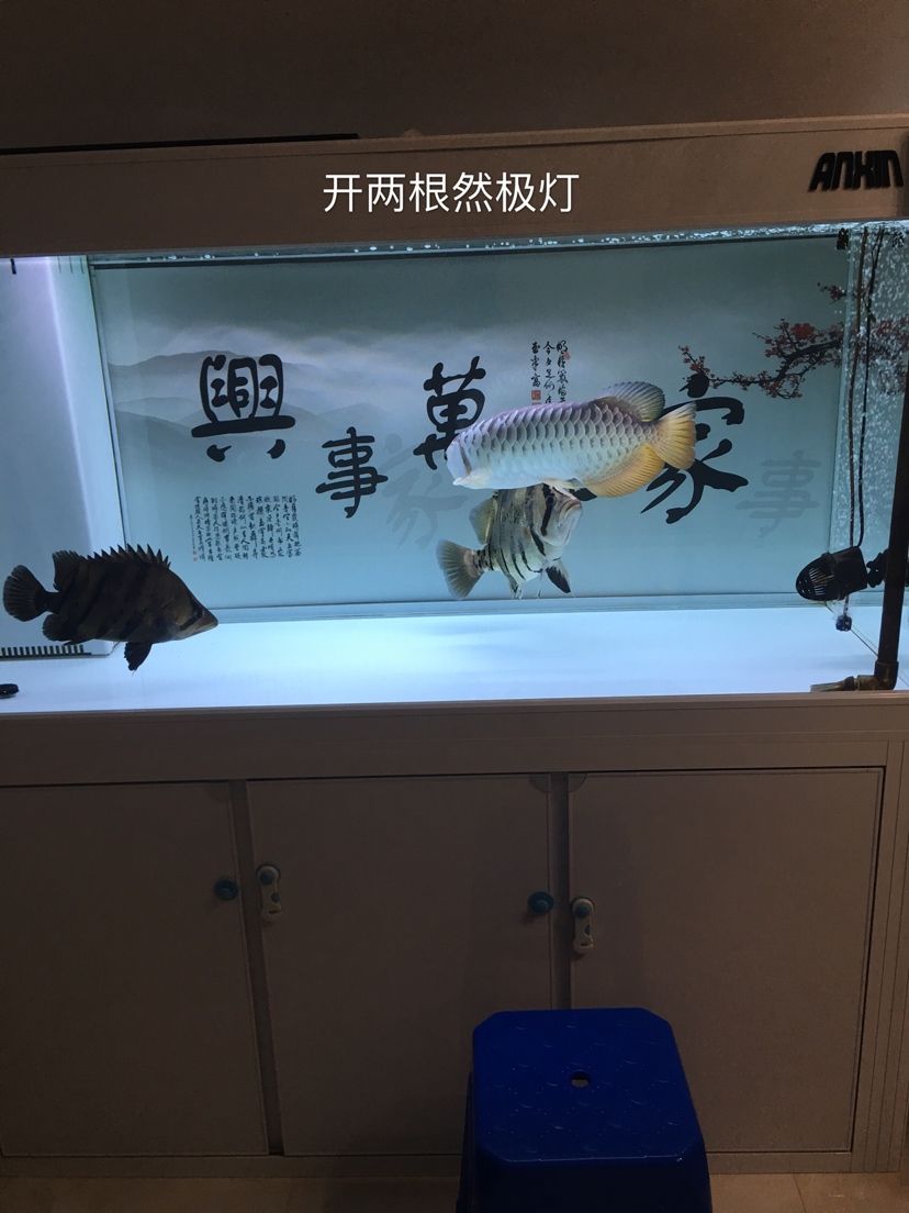 幻影極客水族燈試用反饋報告 觀賞魚論壇 第17張