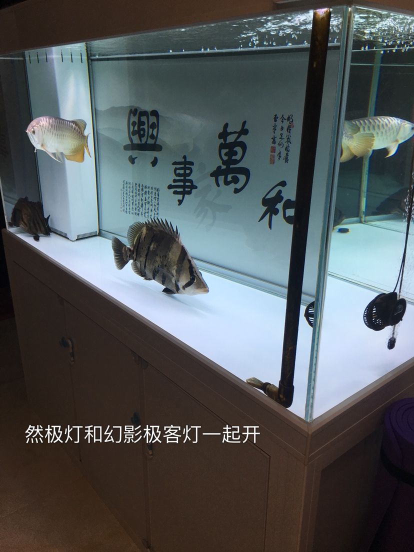 幻影極客水族燈試用反饋報告 觀賞魚論壇 第19張