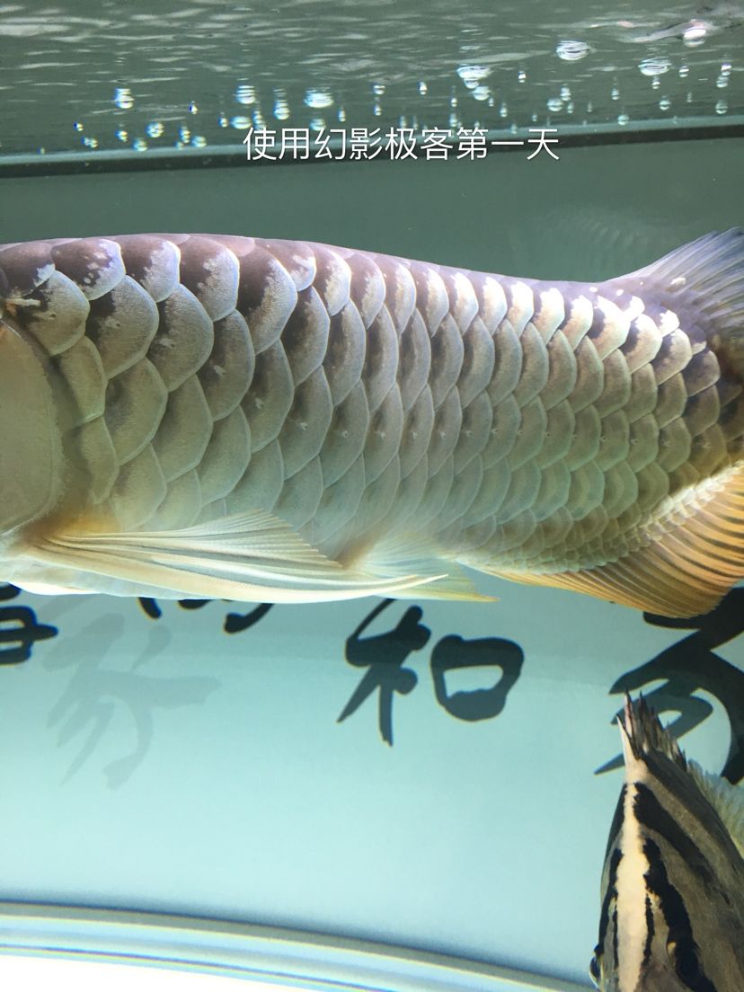 幻影極客水族燈試用反饋報告 觀賞魚論壇 第21張