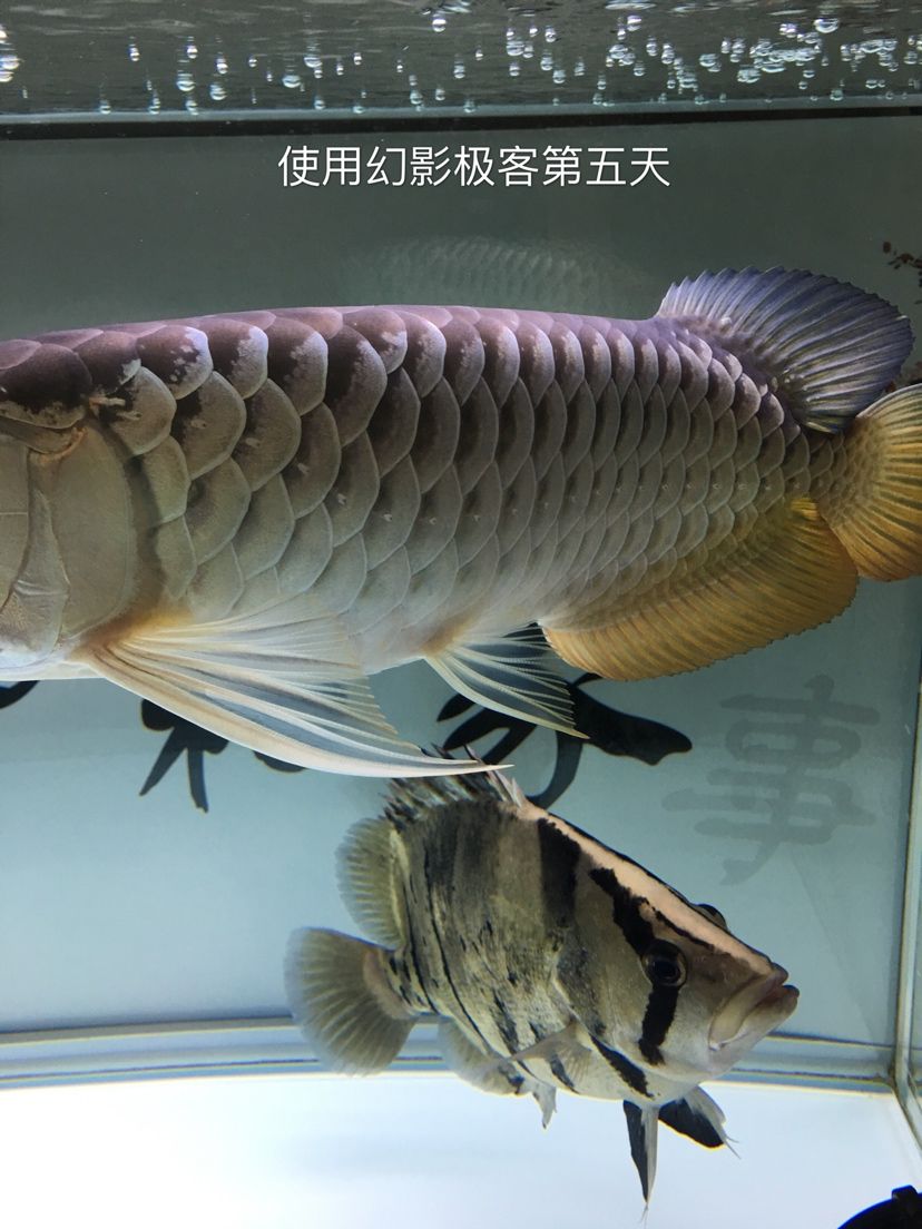 幻影極客水族燈試用反饋報告 觀賞魚論壇 第22張