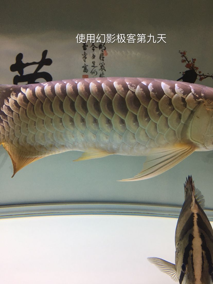 幻影極客水族燈試用反饋報告 觀賞魚論壇 第23張