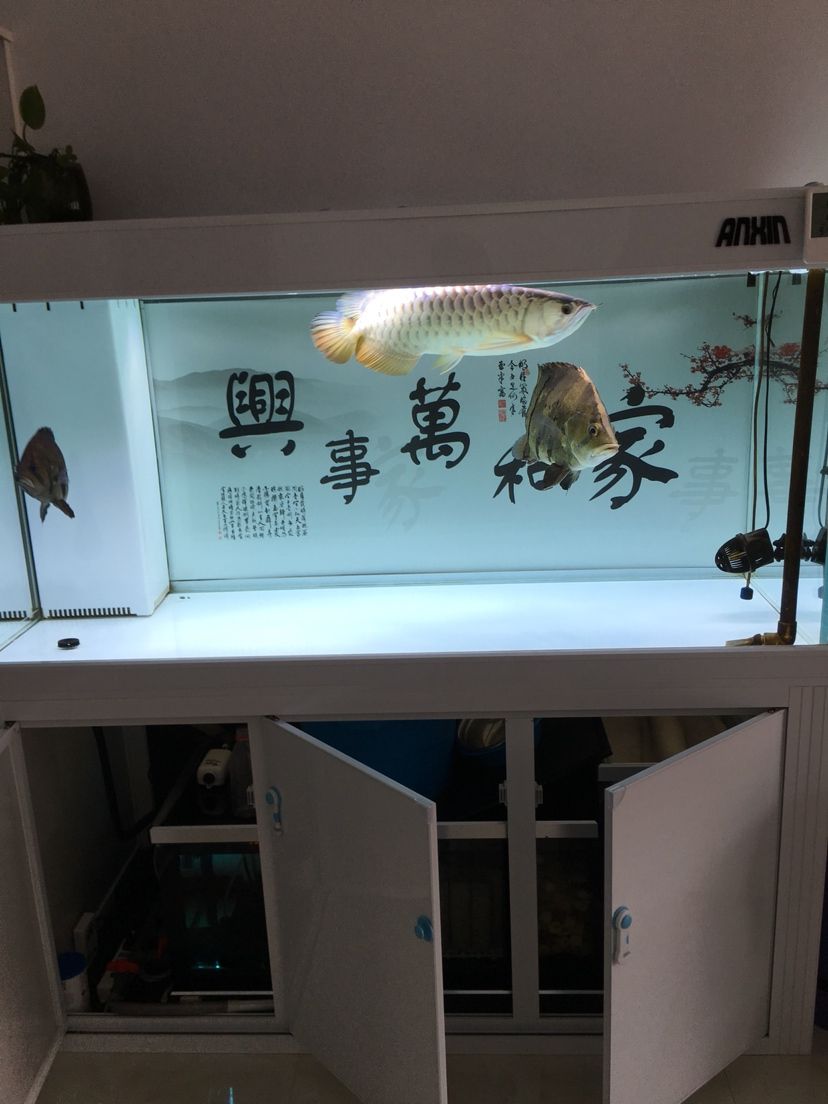 幻影極客水族燈試用反饋報告 觀賞魚論壇 第26張