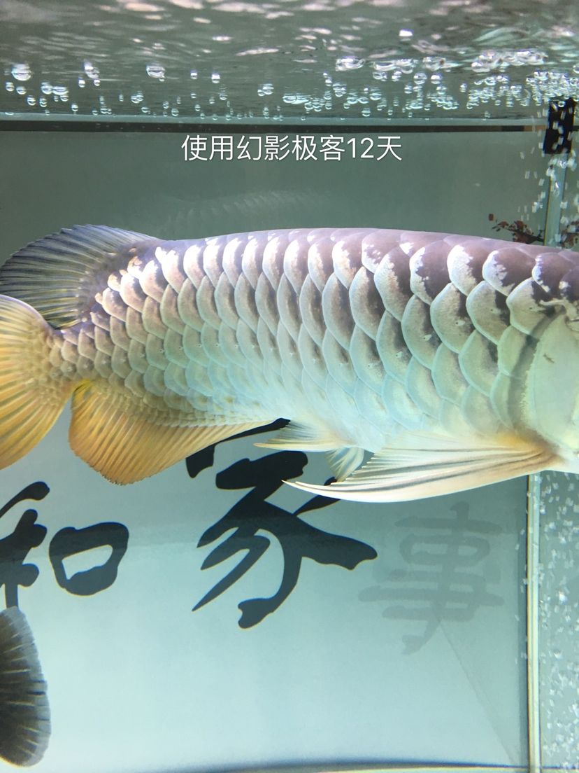 幻影極客水族燈試用反饋報告 觀賞魚論壇 第24張