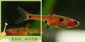 火焰變色龍魚吃飼料嗎