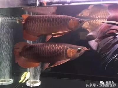 兩條龍魚打的厲害怎么辦