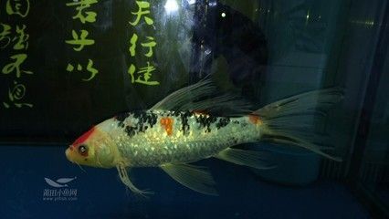 兩條龍魚打的厲害怎么辦