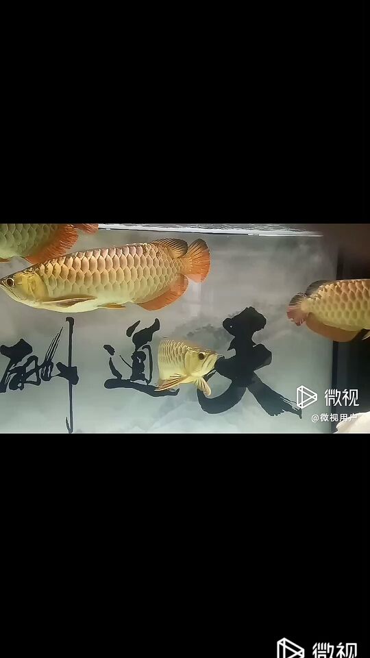 混養(yǎng)記錄 觀賞魚論壇