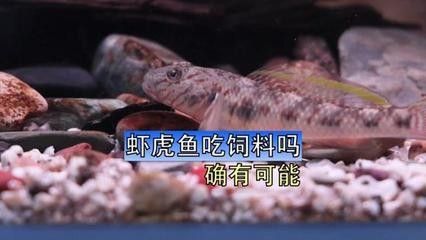 龍魚(yú)飼料魚(yú),蝦虎魚(yú)混養(yǎng)可以嗎怎么養(yǎng)的