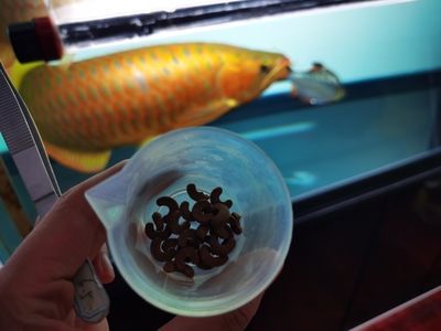 龍魚訓(xùn)食飼料的方法和技巧 龍魚百科