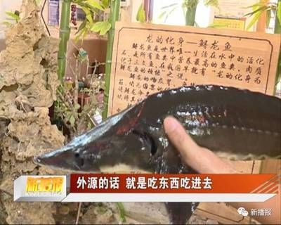 龍魚(yú)吃了異物怎么處理好