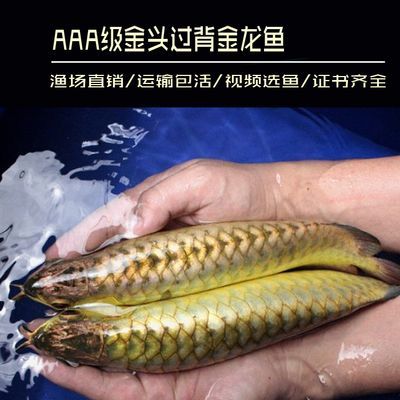 金龍魚熱帶魚還是冷帶魚 龍魚百科 第1張