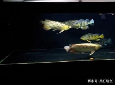 龍魚受驚嚇撞缸拒食了會死嗎 龍魚百科 第1張