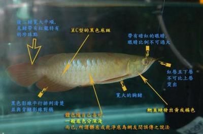 龍魚幾點睡覺 龍魚百科 第1張